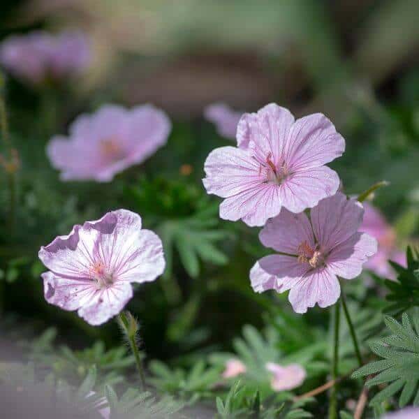 Neidonkurjenpolvi – Geranium sanguineum var. striatum