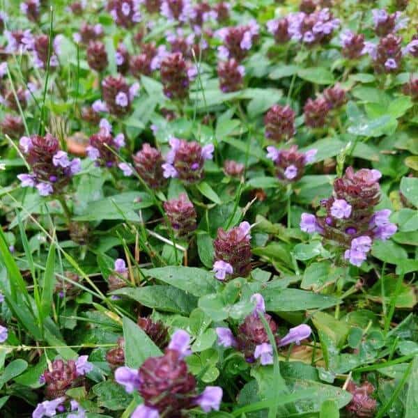 Niittyhumala – Kukkanurmikolle sopivia kasveja.. Luonnonkukat kukkiva nurmikko luonnonnurmikko siemenseos.