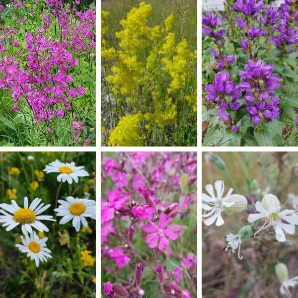 Niittykukkia perhosille ja pörriäisille – pölyttäjäystävällisiä niittykukkia etelästä pohjoiseen.