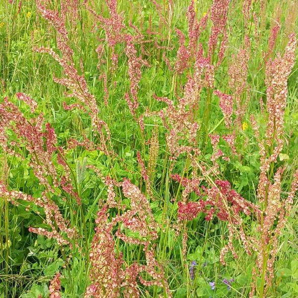 Niittysuolaheinä – Rumex acetosa – Ängssyra