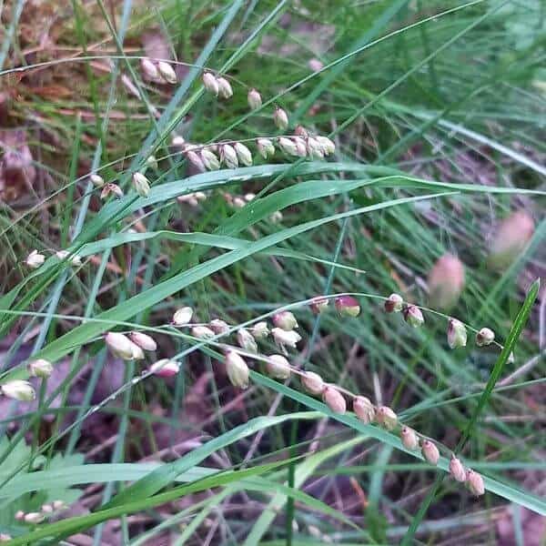 Nuokkuhelmikkä – Melica nutans – Slokgräs