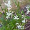 Nuokkukohokki – Silene nutans – Backglim