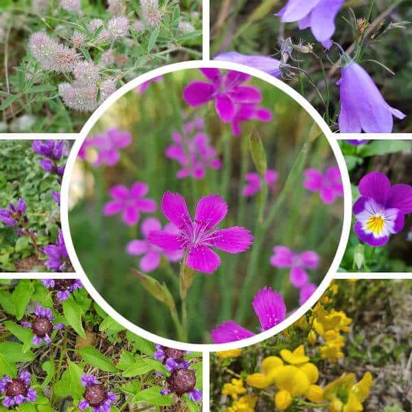 Paahdeniitty siemenseos – matalat kasvit