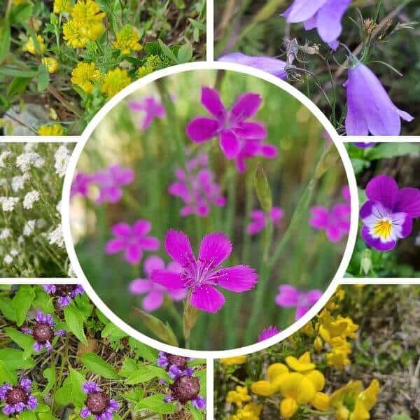 Paahdeniitty siemenseos – matalat kasvit – matalakasvuisia kukkia kuiville ja aurinkoisille kasvupaikoille.