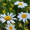 Päivänkakkara – Leucanthemum vulgare – Prästkrage