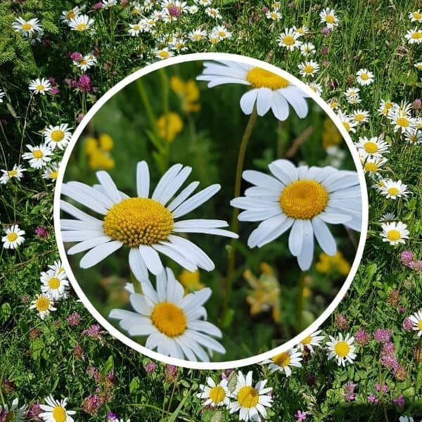 Päivänkakkaraniitty – Päivänkakkara sopii  erinomaisesti luonnonläheiselle niitylle. Luonnonkukat kukkasiemenet.