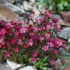 Patjarikko - Saxifraga × arendsii - Rosenbräcka