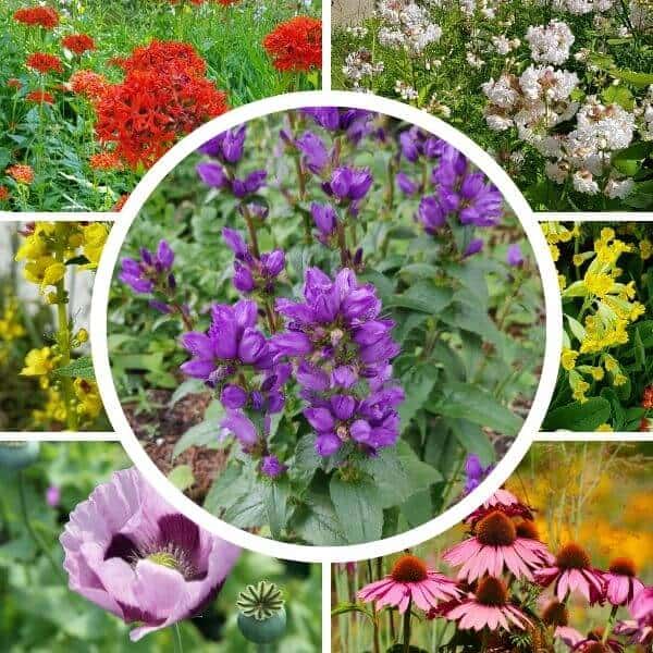 Perennaniitty siemenseos – sopii luonnonmukaiseen puutarhaan. Pörriäiset perhoset pelasta pörriäinen.