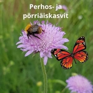 Perhoskasvit ja pörriäiskasvit – Ruusuruohon kukka, jonka päällä on pörröinen mehiläinen, ja sen vieressä on perhonen.