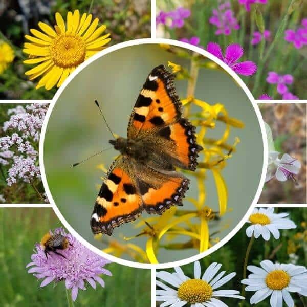 Perhosniitty siemenseos – lajitelma luonnonkukkien siemeniä. Pelasta pörriäinen pölyttäjät luonnonkukat.