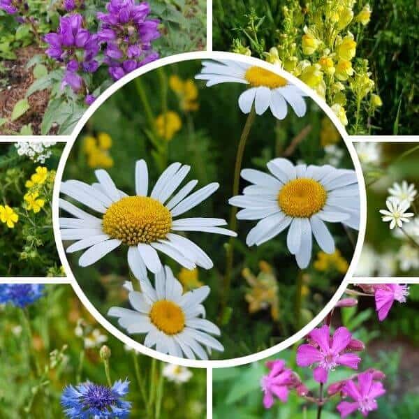 Pihaniitty siemenseos – niukkaravinteiselle kasvupaikalle kauniita niittykukkia. Kesäkukat kukkien siemenet pörriäiset.