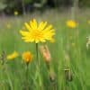 Pukinparta – Tragopogon pratensis – Ängshaverrot
