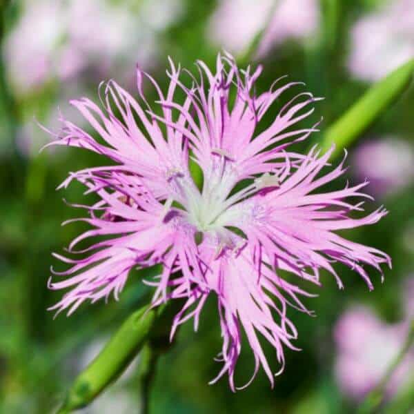 Pulskaneilikka – Dianthus superbus – Praktnejlika