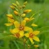 Ranta-alpi – Lysimachia vulgaris – Strandlysing