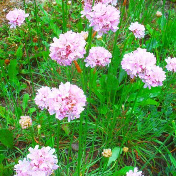 Rantalaukkaneilikka – Armeria maritima – Knippnejlika