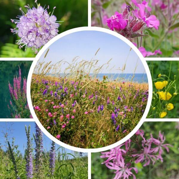 Rantaniitty siemenseos – kosteisiin ja tulvaherkkiin olosuhteisiin soveltuvia luonnonkukkia.