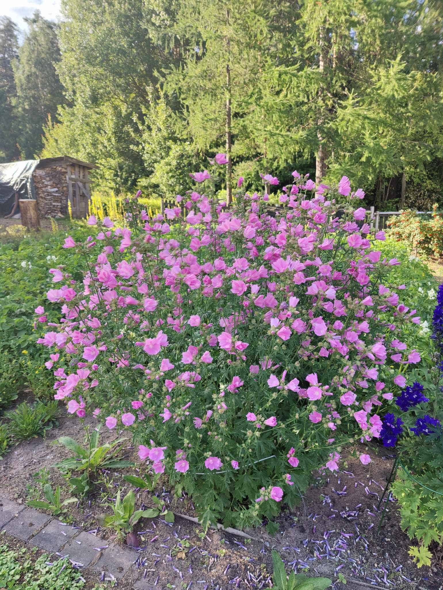 Ruusumalva – Malva alcea – Rosenmalva