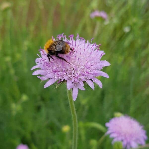 Ruusuruoho – Perhosia ja mehiläisiä houkuttelevat kasvit. Perennojen siemenet pölyttäjäystävällinen kukkaniitty.