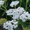 Siankärsämö – Achillea millefolium – Rölleka
