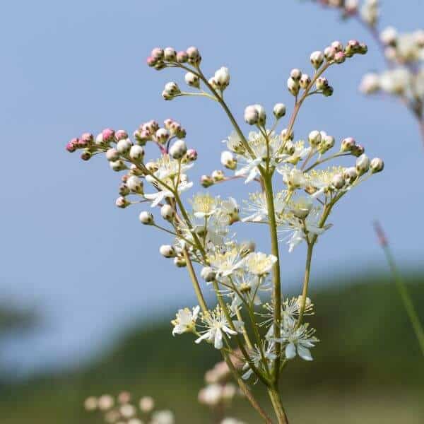 Sikoangervo – Filipendula vulgaris – Brudbröd