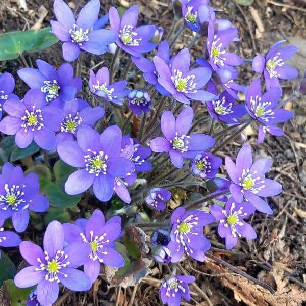 Sinivuokko – Hepatica nobilis – Blåsippa