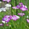 Siroaurankukka – Agrostemma gracilis