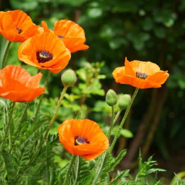 Tarhaidänunikko – Papaver orientale-ryhmä – Trädgårdsjättevallmo
