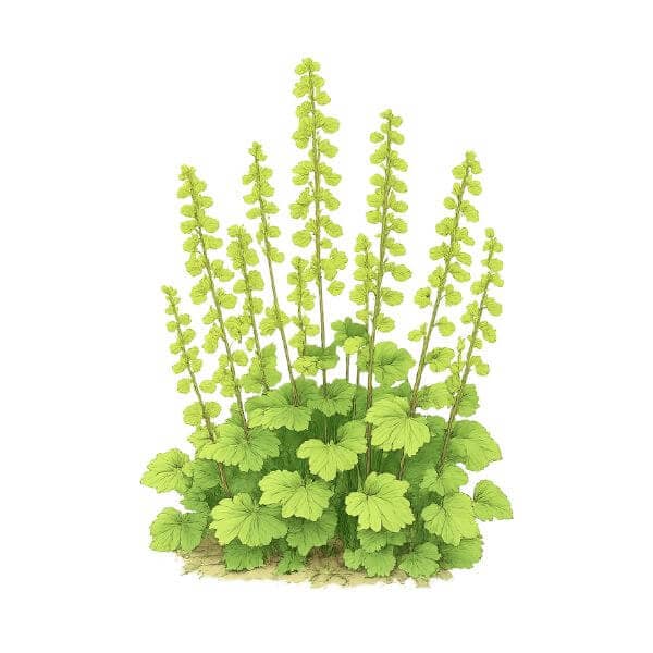 Tellima – Tellima grandiflora – Anagrambräcka