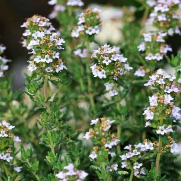 Timjami – Thymus fragrantissimus – Dofttimjan