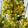 Tummatulikukka – Verbascum nigrum – Mörkt kungsljus