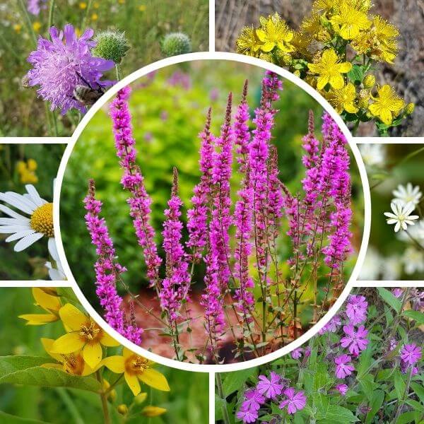 Tuore niitty siemenseos lajitelma – monipuolisesti erilaisia niittykasveja, jotka sopivat tuoreisiin ja puolivarjoisiin.