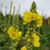 Ukontulikukka – Verbascum thapsus – Kungsljus