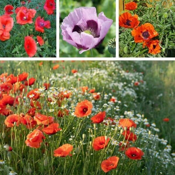 Unikkoseos – Punaisia ja lilan värisiä unikoita – alakuvassa unikkoniitty – Perennojen siemenet annospussit siemenseos.