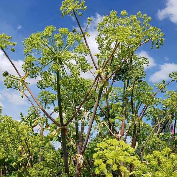 Väinönputki – Angelica archangelica – Kvanne