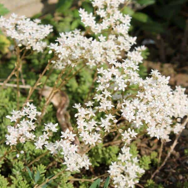 Valkomaksaruoho – Sedum album – Vit Fetknopp