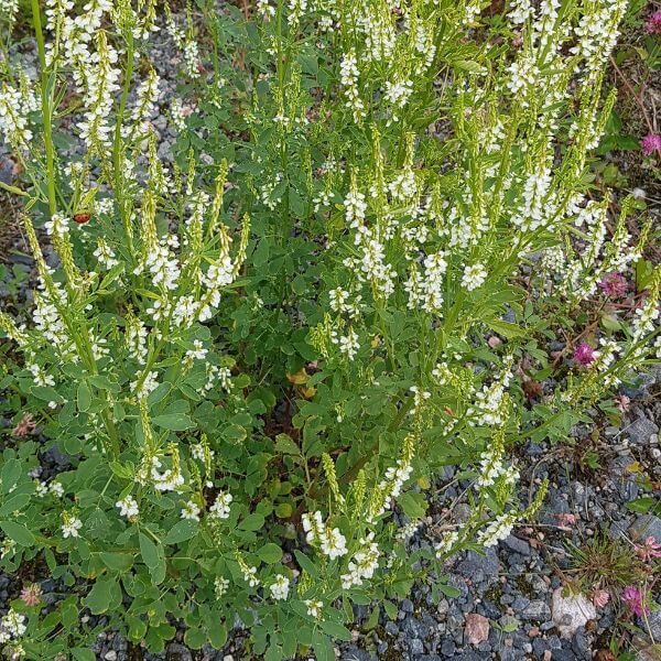 Valkomesikkä – Melilotus albus – Vit sötväppling