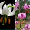 Varjolilja – Lilium martagon – Krollilja
