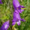 Varsankello – Campanula trachelium – Nässelklocka