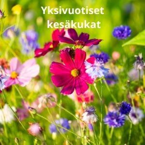 Yksivuotiset kesäkukat - Erivärisiä yksivuotisia kesäkukkia, kuten punaisia, sinisiä ja vaaleanpunaisia, vihreän nurmen keskellä - seikkutuote.com.