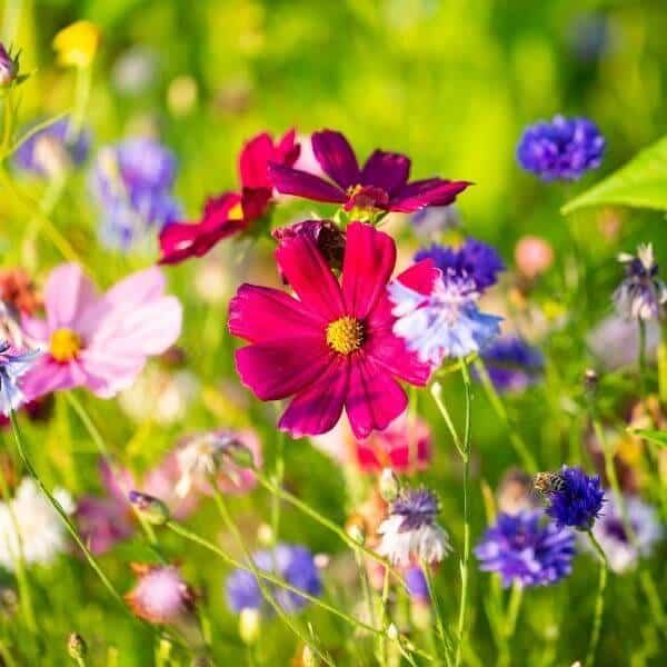 Yksivuotiset kesäkukat – Värikäs kokoelma yksivuotisia kesäkukkia. Kukkaniityn ja puutarhan kukkasiemenet pörriäisille.