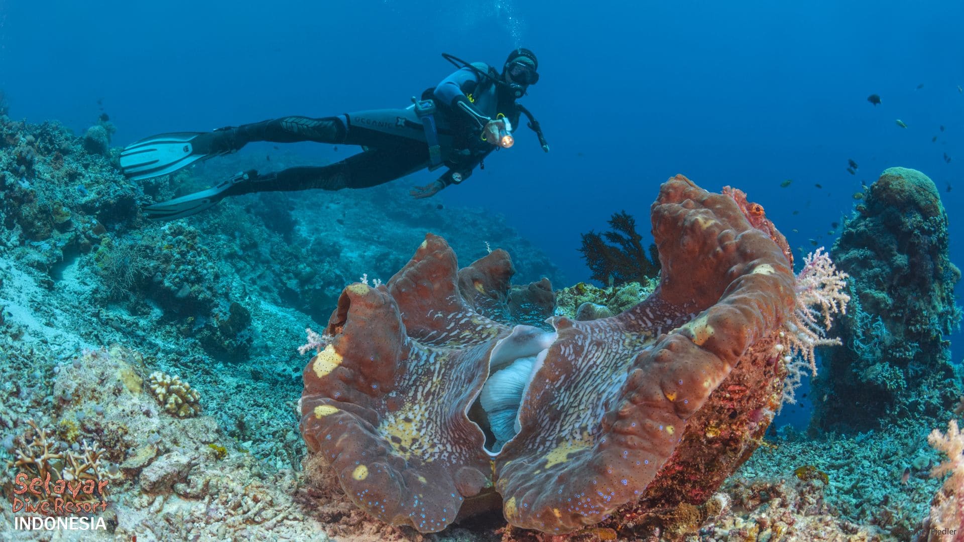 best dive sites Indonesia