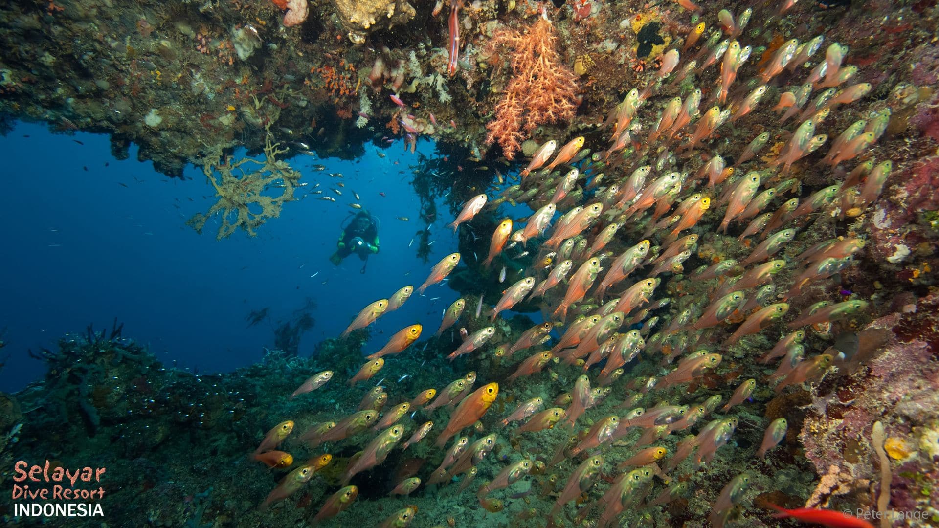 best dive sites Sulawesi