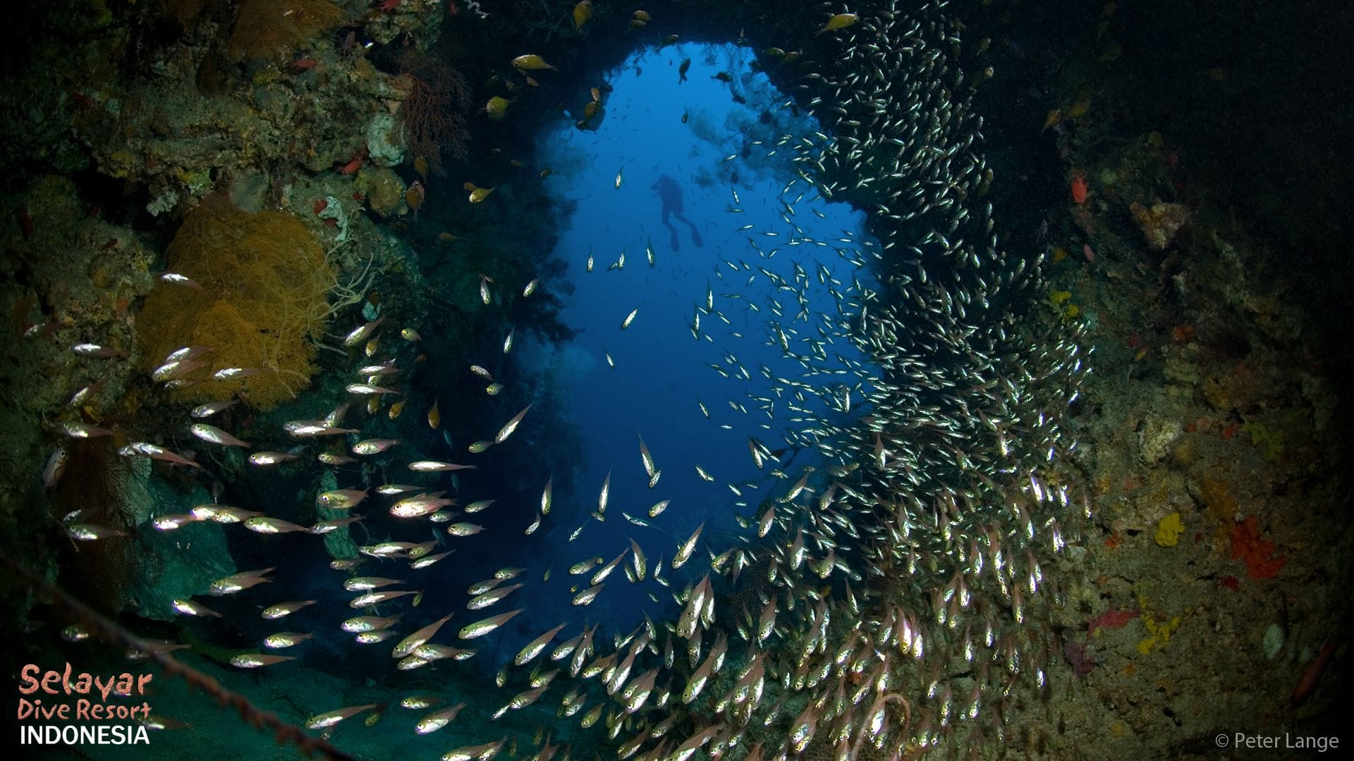 best diving Indonesia South Sulawesi