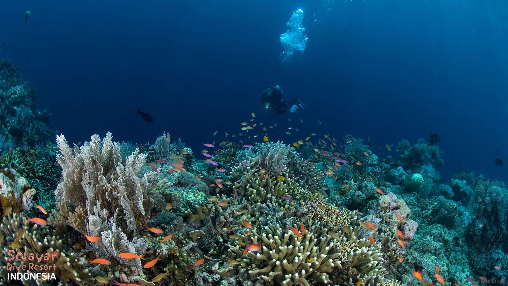 coral reef diving Indonesia South Sulawesi