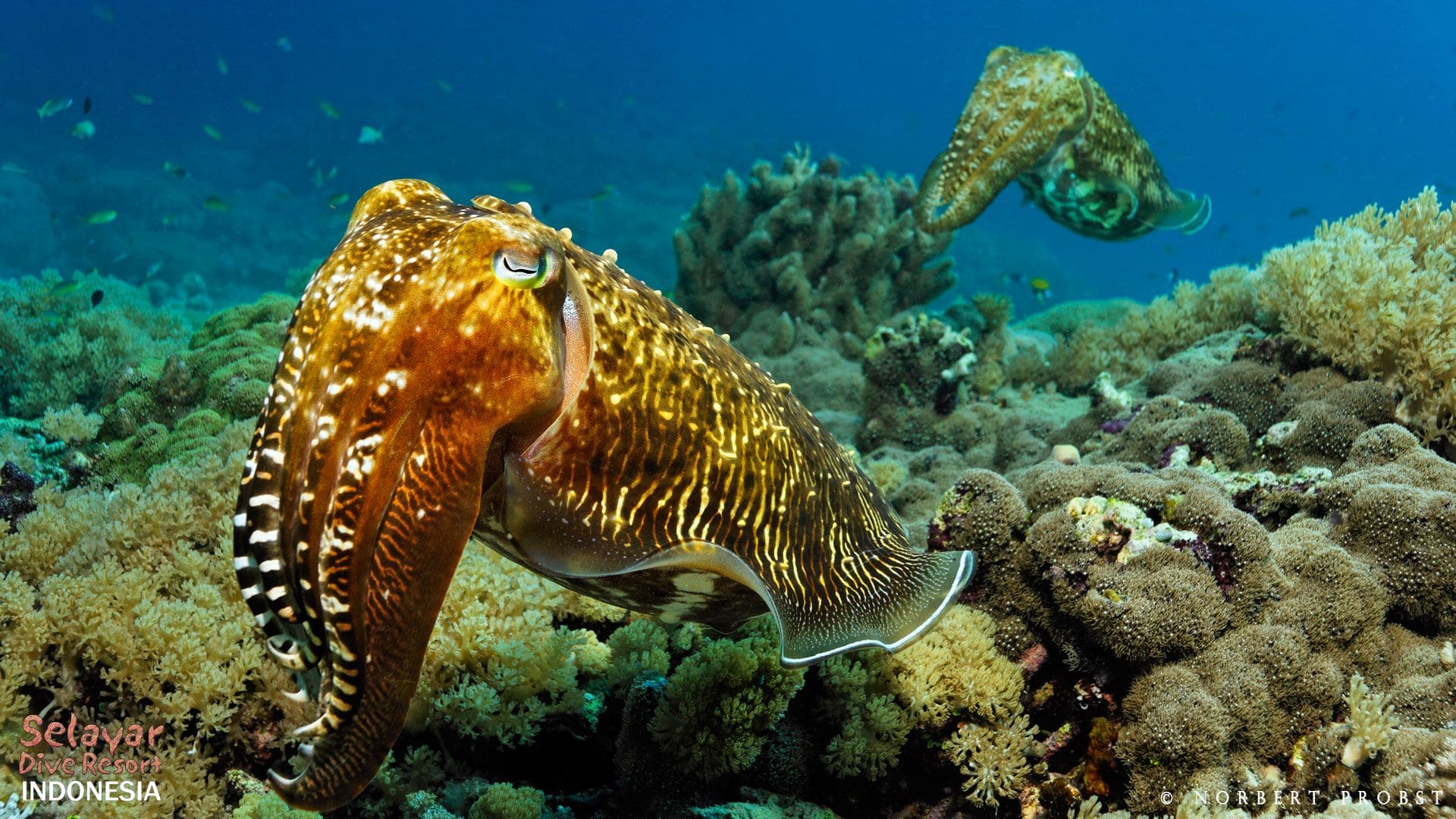 Cuttlefish House Reef Indonesia
