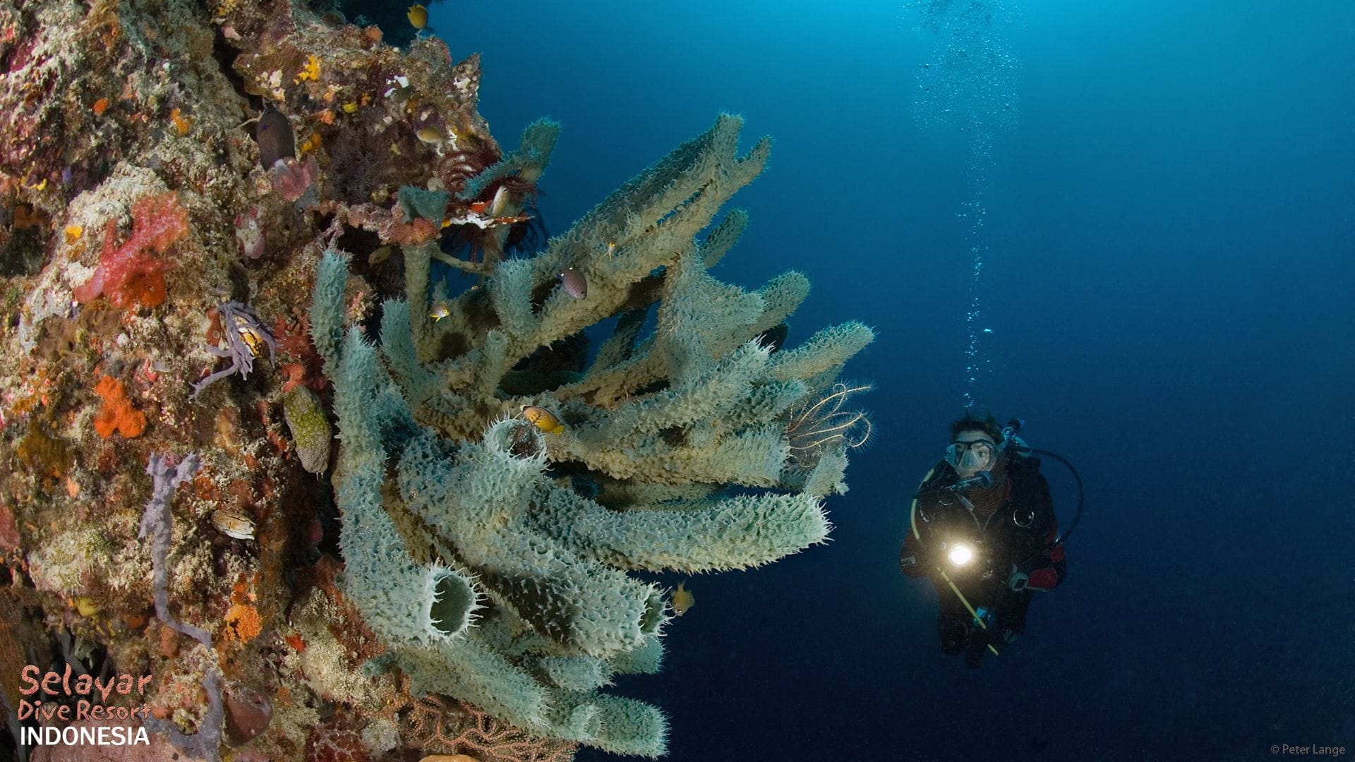 deep diving indonesia sulawesi