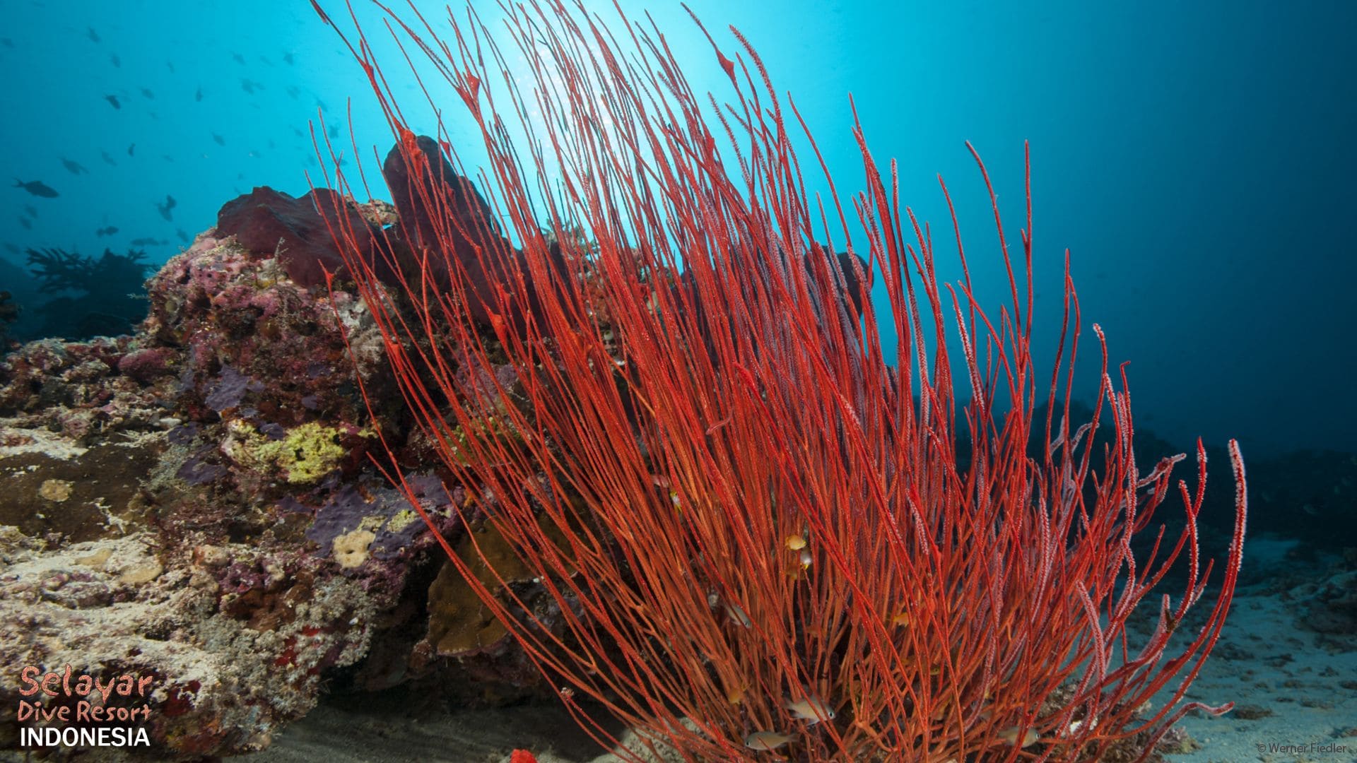 dive centre sulawesi indonesia