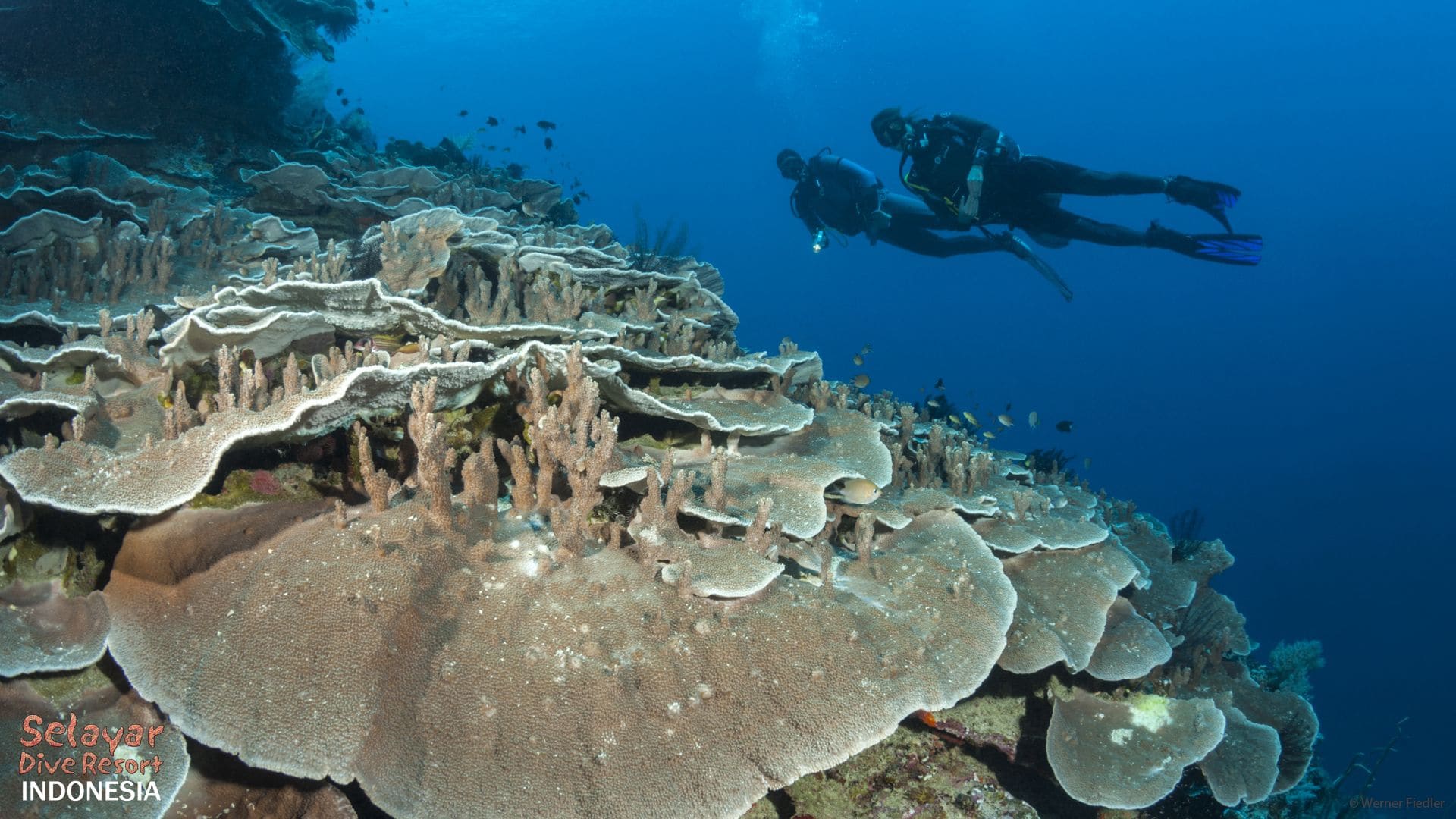 dive holiday sulawesi indonesia