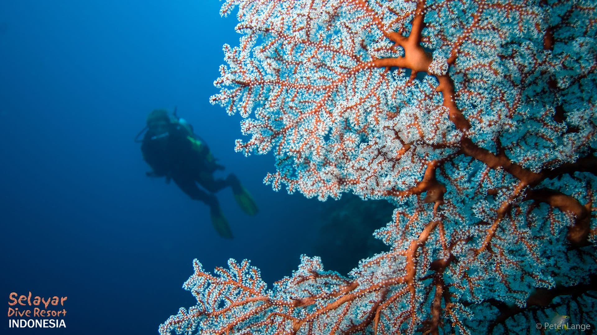 Dive Indonesia South Sulawesi
