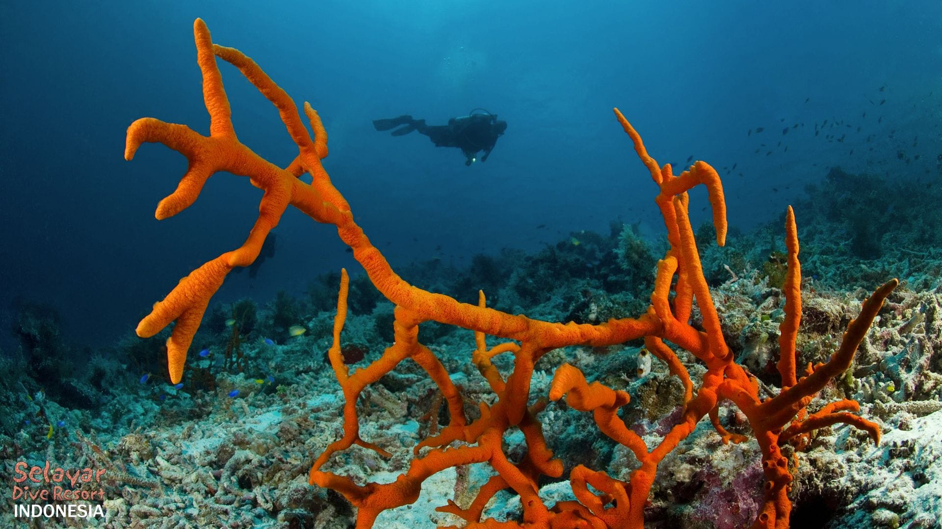 Coral Reef Indonesia